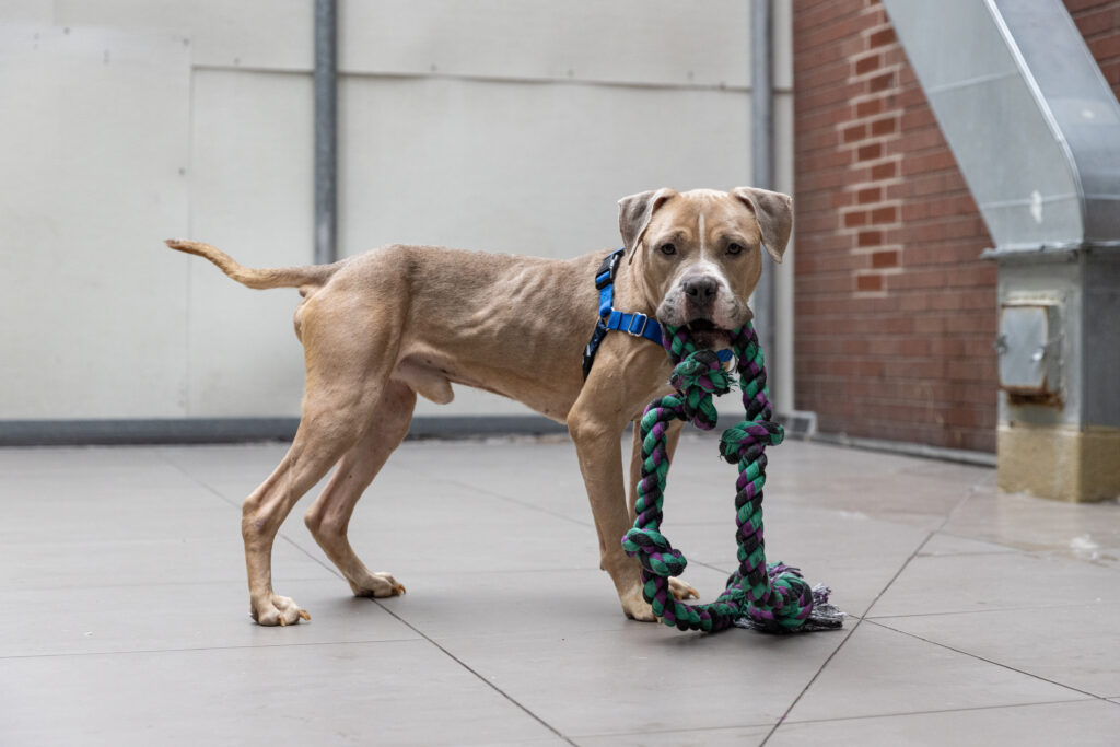 Photo credit: ASPCA